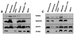 PANK2 Mouse anti-Canine, Human, Rat, Clone: OTI3H9, lyophilized, TrueMAB