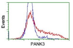 PANK3 Monoclonal Antibody (OTI3C4), TrueMAB , OriGene 100 &mu;L; Unconjugated:Antibodies,