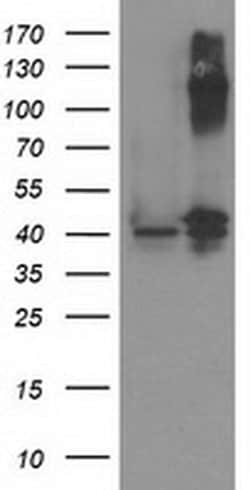 PANK3 Monoclonal Antibody (OTI3C4), TrueMAB , OriGene 100 &mu;L; Unconjugated:Antibodies,