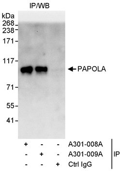PAPOLA Rabbit anti-Human, Polyclonal, Bethyl Laboratories 100 &mu;L; Unconjugated:Antibodies,