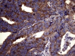 PAPSS2 Monoclonal Antibody (OTI6H10), TrueMAB , OriGene:Antibodies:Primary