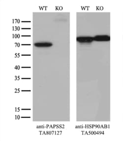 PAPSS2 Monoclonal Antibody (OTI6H10), TrueMAB , OriGene 30 &mu;L; Unconjugated:Antibodies,