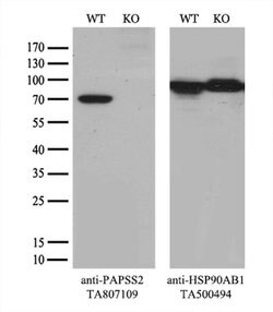 PAPSS2 Monoclonal Antibody (OTI3H10), TrueMAB , OriGene 100 &mu;L; Unconjugated:Antibodies,