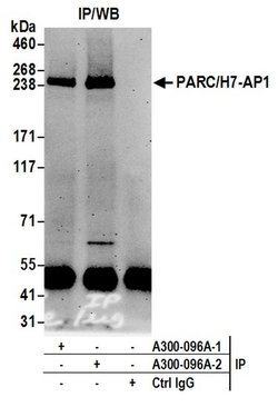 PARC/H7-AP1 Rabbit anti-Human, Polyclonal, Bethyl Laboratories 100 &mu;l;
