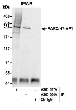 PARC/H7-AP1 Rabbit anti-Human, Polyclonal, Bethyl Laboratories 100 &mu;l;