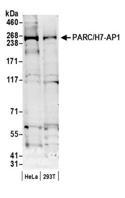 PARC/H7-AP1 Polyclonal Antibody, Bethyl Laboratories 20 &mu;l; Unlabeled:Antibodies,