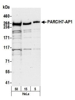 PARC/H7-AP1 Polyclonal Antibody, Bethyl Laboratories:Antibodies:Primary