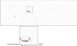 PARN Mouse anti-Human, Clone: UMAB143, lyophilized, UltraMAB 100 &mu;g;