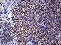 PARN Monoclonal Antibody (OTI1G5), TrueMAB , OriGene 100 &mu;L; Unconjugated:Antibodies,