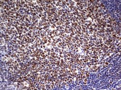 PARN Monoclonal Antibody (OTI1G5), TrueMAB , OriGene 100 &mu;L; Unconjugated:Antibodies,