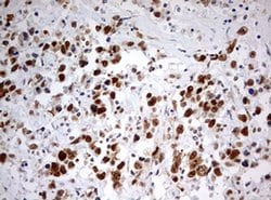 PARN Monoclonal Antibody (OTI4C9), TrueMAB , OriGene 30 &mu;L; Unconjugated:Antibodies,
