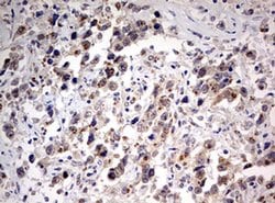 PARN Monoclonal Antibody (OTI2D9), TrueMAB , OriGene 100 &mu;L; Unconjugated:Antibodies,