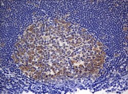 PARN Monoclonal Antibody (OTI2D9), TrueMAB , OriGene 100 &mu;L; Unconjugated:Antibodies,