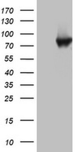 PARN Monoclonal Antibody (OTI1G5), TrueMAB , OriGene:Antibodies:Primary