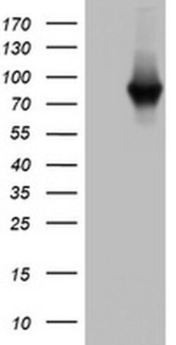 PARN Monoclonal Antibody (OTI3G9), TrueMAB , OriGene 100 &mu;L; Unconjugated:Antibodies,