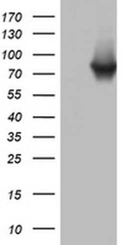 PARN Monoclonal Antibody (OTI4C9), TrueMAB , OriGene 30 &mu;L; Unconjugated:Antibodies,