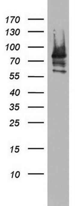 PARN Monoclonal Antibody (OTI4C9), TrueMAB , OriGene 30 &mu;L; Unconjugated:Antibodies,