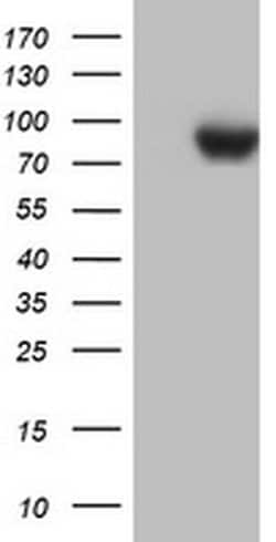 PARN Monoclonal Antibody (OTI2D9), TrueMAB , OriGene 100 &mu;L; Unconjugated:Antibodies,
