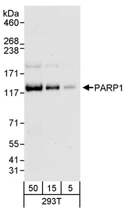 PARP1 Rabbit anti-Human, Polyclonal, Bethyl Laboratories 100 &mu;L; Unconjugated:Antibodies,