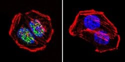 Invitrogen PARP1 Monoclonal Antibody (C-2-10) 50 &mu;L; Unconjugated:Antibodies,