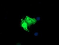 PARVA Mouse anti-Canine, Human, Mouse, Rat, Clone: OTI1H2, lyophilized,