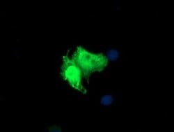 PARVA Mouse anti-Canine, Human, Mouse, Rat, Clone: OTI1H2, liquid, TrueMAB