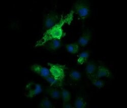 PARVA Mouse anti-Canine, Human, Mouse, Clone: OTI2F10, lyophilized, TrueMAB