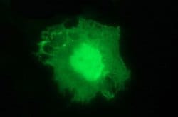 PARVA Mouse anti-Human, Clone: OTI2F9, lyophilized, TrueMAB 100 &mu;g;