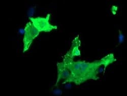 PARVA Monoclonal Antibody (OTI3H9), TrueMAB , OriGene 100 &mu;L; Unconjugated:Antibodies,