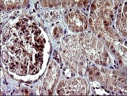 PARVA Monoclonal Antibody (OTI1C10), TrueMAB , OriGene 100 &mu;L; Unconjugated:Antibodies,