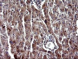 PARVA Monoclonal Antibody (OTI1C10), TrueMAB , OriGene 100 &mu;L; Unconjugated:Antibodies,