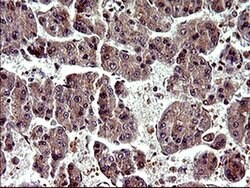 PARVA Monoclonal Antibody (OTI1C10), TrueMAB , OriGene 100 &mu;L; Unconjugated:Antibodies,