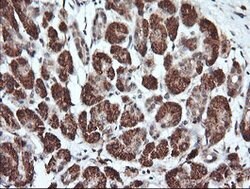 PARVA Mouse anti-Canine, Human, Mouse, Rat, Clone: OTI1H2, lyophilized,