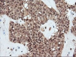 PARVA Mouse anti-Canine, Human, Mouse, Rat, Clone: OTI1H2, lyophilized,