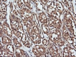 PARVA Mouse anti-Canine, Human, Mouse, Rat, Clone: OTI1H2, lyophilized,
