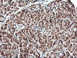 PARVA Monoclonal Antibody (OTI3C3), TrueMAB , OriGene 100 &mu;L; Unconjugated:Antibodies,
