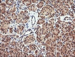 PARVA Mouse anti-Canine, Human, Mouse, Clone: OTI2F10, lyophilized, TrueMAB