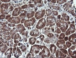 PARVA Mouse anti-Canine, Human, Mouse, Rat, Clone: OTI3H2, lyophilized,