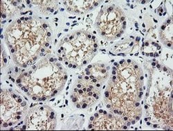 PARVA Monoclonal Antibody (OTI2B11), TrueMAB , OriGene 100 &mu;L; Unconjugated:Antibodies,