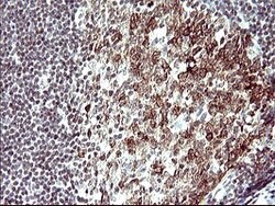 PARVA Mouse anti-Human, Clone: OTI2F9, lyophilized, TrueMAB 100 &mu;g;
