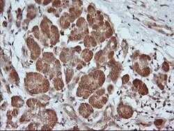 PARVA Mouse anti-Human, Mouse, Rat, Clone: OTI3H9, lyophilized, TrueMAB
