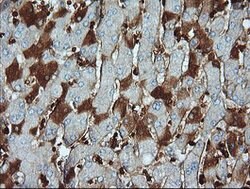 PARVA Mouse anti-Human, Mouse, Rat, Clone: OTI3H9, lyophilized, TrueMAB