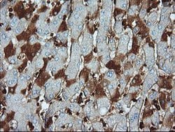 PARVA Monoclonal Antibody (OTI3H9), TrueMAB , OriGene 100 &mu;L; Unconjugated:Antibodies,