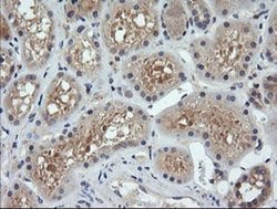PARVA Monoclonal Antibody (OTI2G10), TrueMAB , OriGene 100 &mu;L; Unconjugated:Antibodies,
