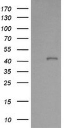 PARVA Mouse anti-Canine, Human, Mouse, Rat, Clone: OTI1H2, lyophilized,