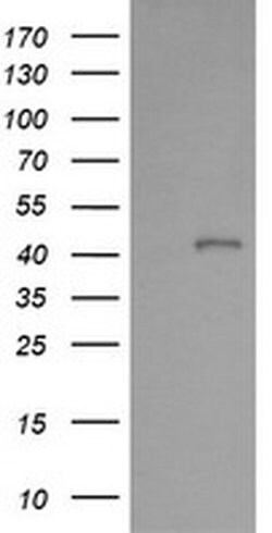 PARVA Mouse anti-Canine, Human, Mouse, Rat, Clone: OTI1H2, liquid, TrueMAB
