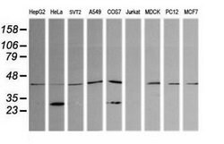 PARVA Mouse anti-Canine, Human, Mouse, Rat, Clone: OTI1H2, lyophilized,