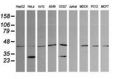 PARVA Mouse anti-Canine, Human, Mouse, Rat, Clone: OTI1H2, liquid, TrueMAB