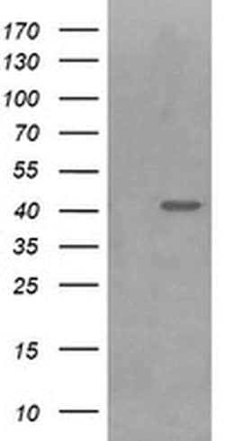 PARVA Monoclonal Antibody (OTI3C3), TrueMAB , OriGene 100 &mu;L; Unconjugated:Antibodies,