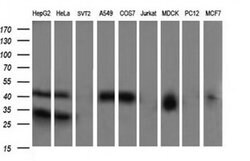 PARVA Monoclonal Antibody (OTI3C3), TrueMAB , OriGene 100 &mu;L; Unconjugated:Antibodies,